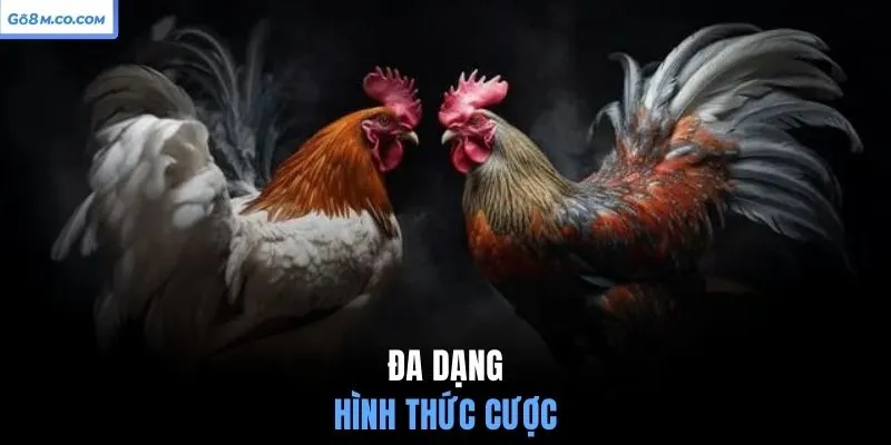 da-dang-hinh-thuc-cuoc