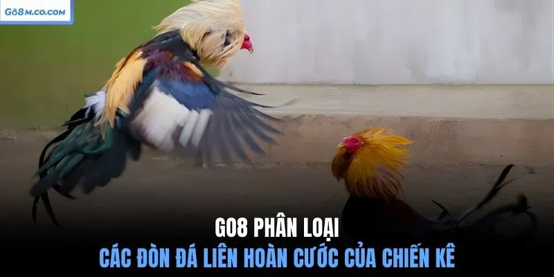 go8-phan-loai-cac-don-da-lien-hoan-cuoc-cua-chien-ke