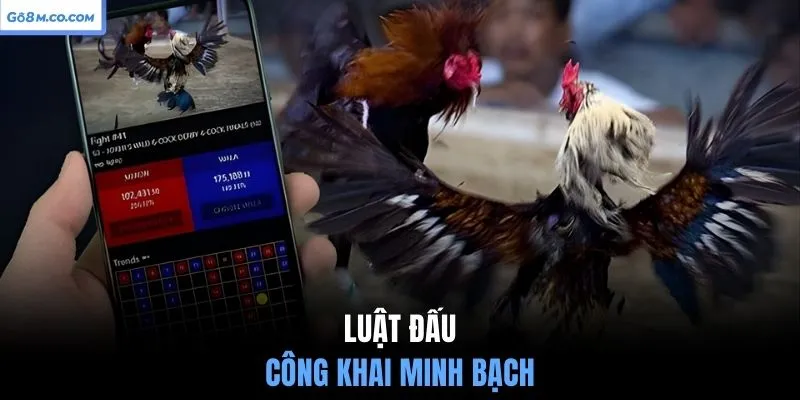 luat-dau-cong-khai-minh-bach