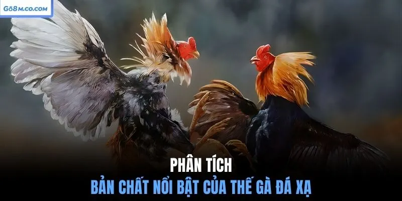 phan-tich-ban-chat-noi-bat-cua-the-ga-da-xa