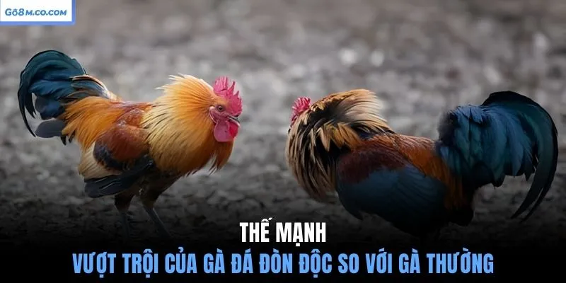 the-manh-vuot-troi-cua-ga-da-don-doc-so-voi-ga-thuong